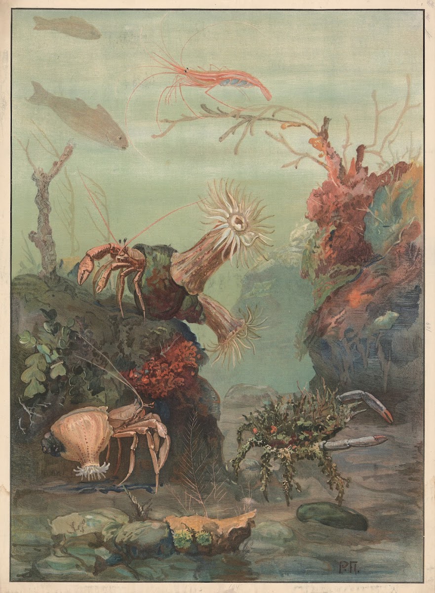 Hermit crabs crabs etc 1909