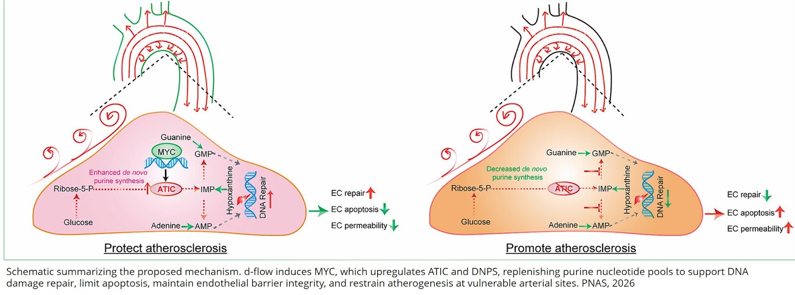 Purine metabolic adaptation protects the endothelium from disturbed flow–induced DNA damage and atherosclerosis