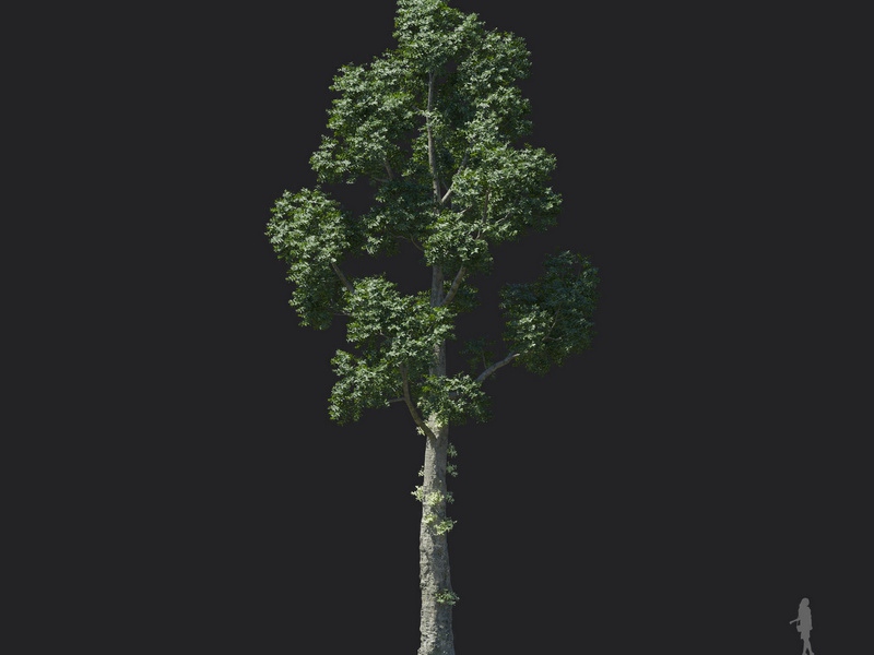 Maxtree - Plant Models Vol.121