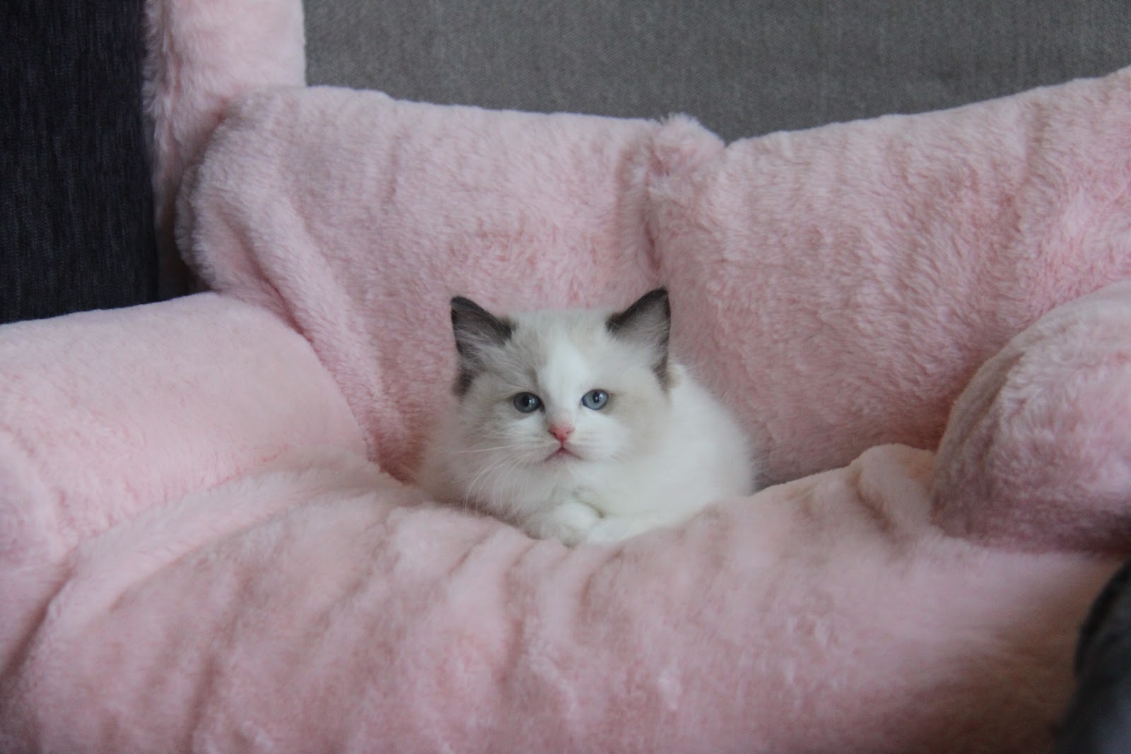 12/20出生1號高端優質海雙布偶貓妹妹