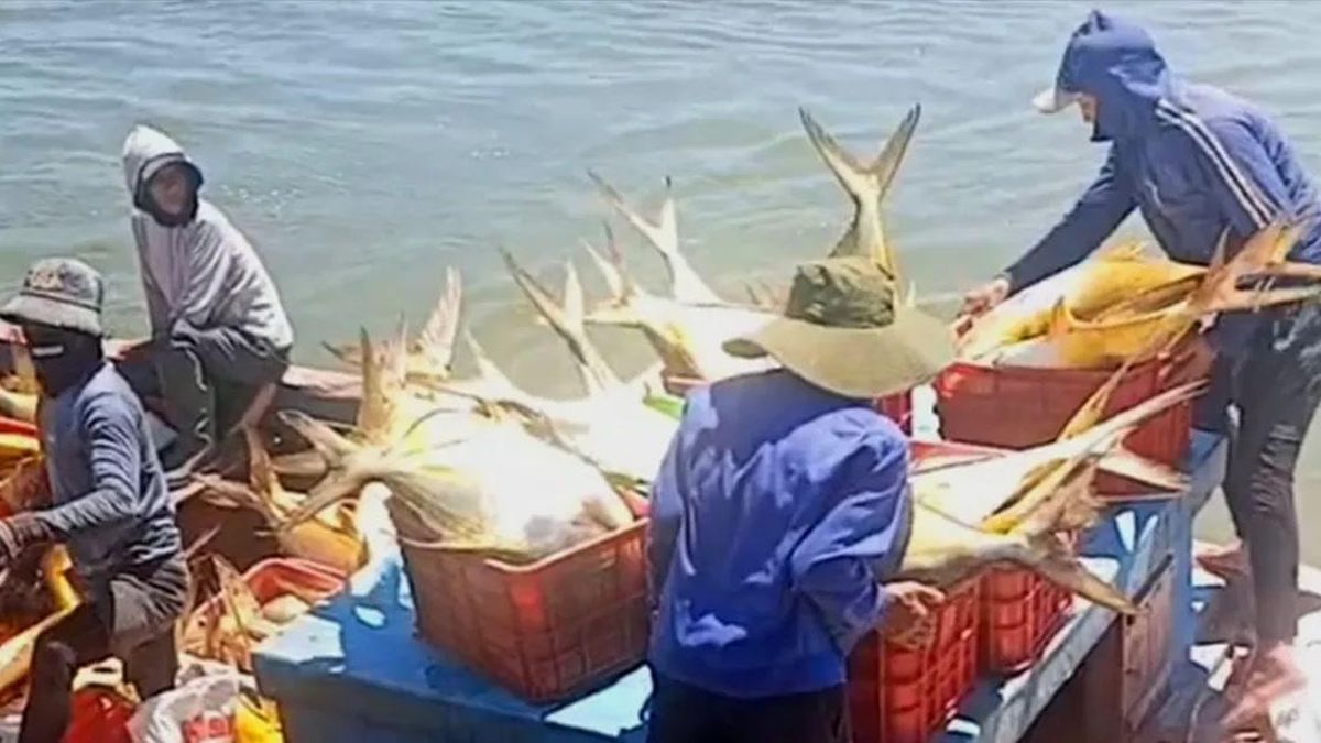 Hà Tĩnh: Ngư dân trúng đậm mẻ cá vàng dâng, thu 300 triệu đồng - Báo Sài Gòn Giải Phóng
