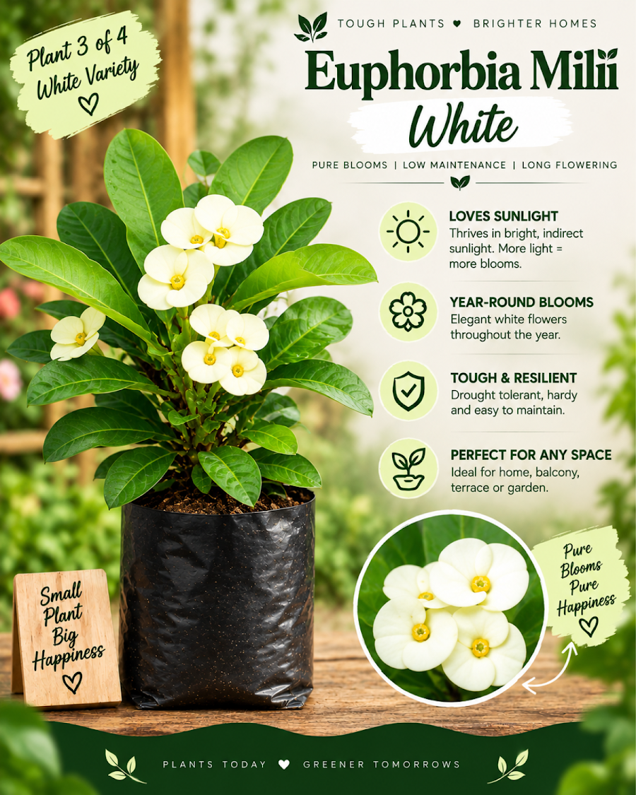 Euphorbia All Colour Collection — view 4