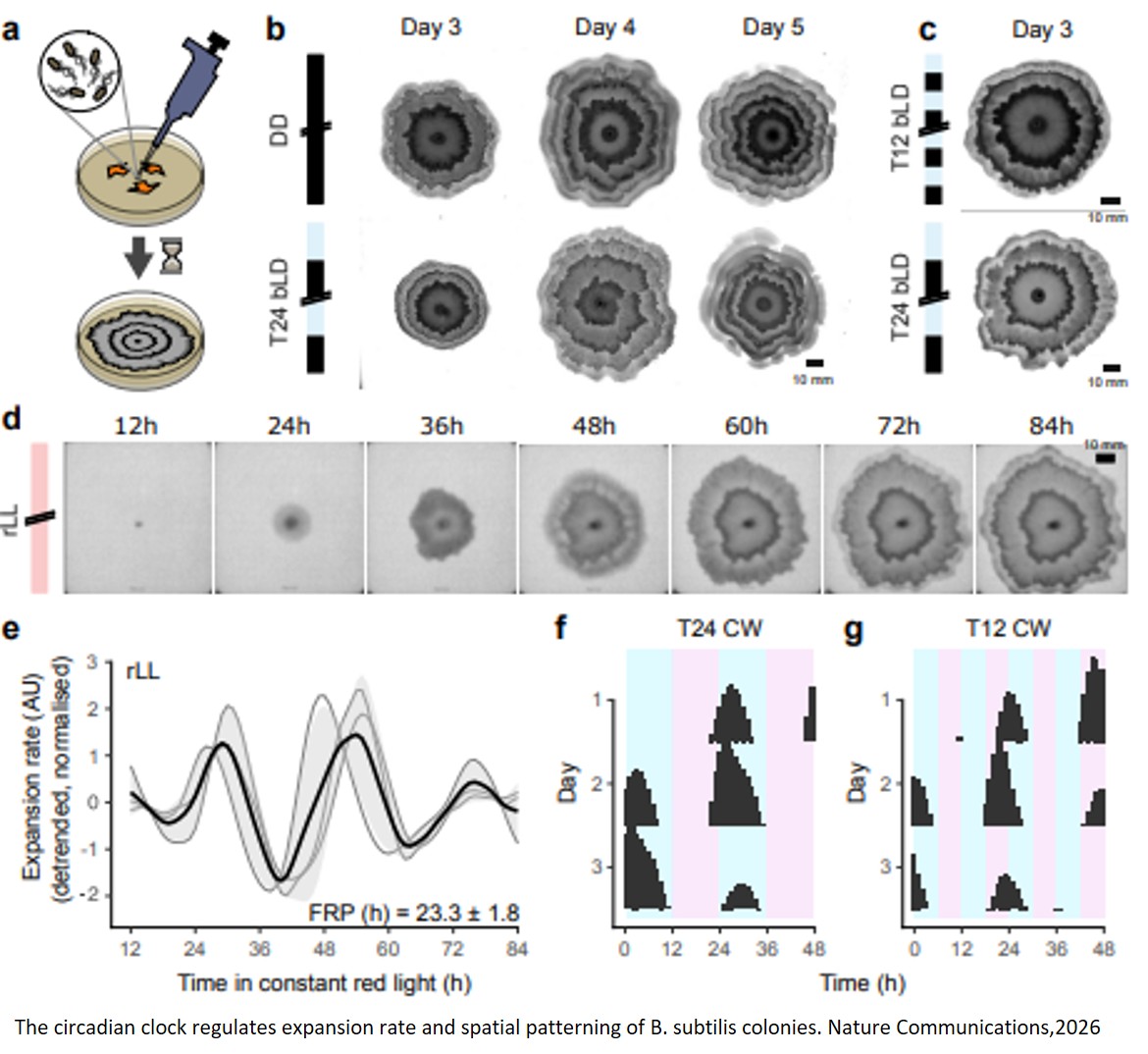 The Bacillus subtilis circadian clock coordinates intricate spatiotemporal organisation