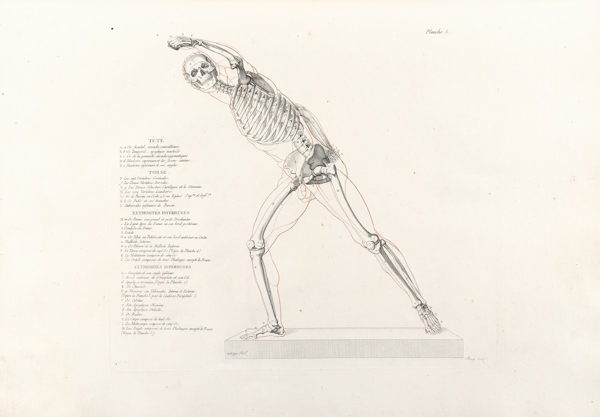 Anatomie du gladiateur combattant Pl06 1812