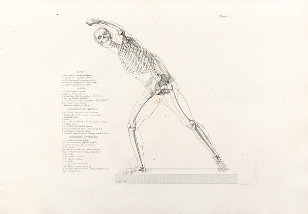 Anatomie du gladiateur combattant Pl06 1812