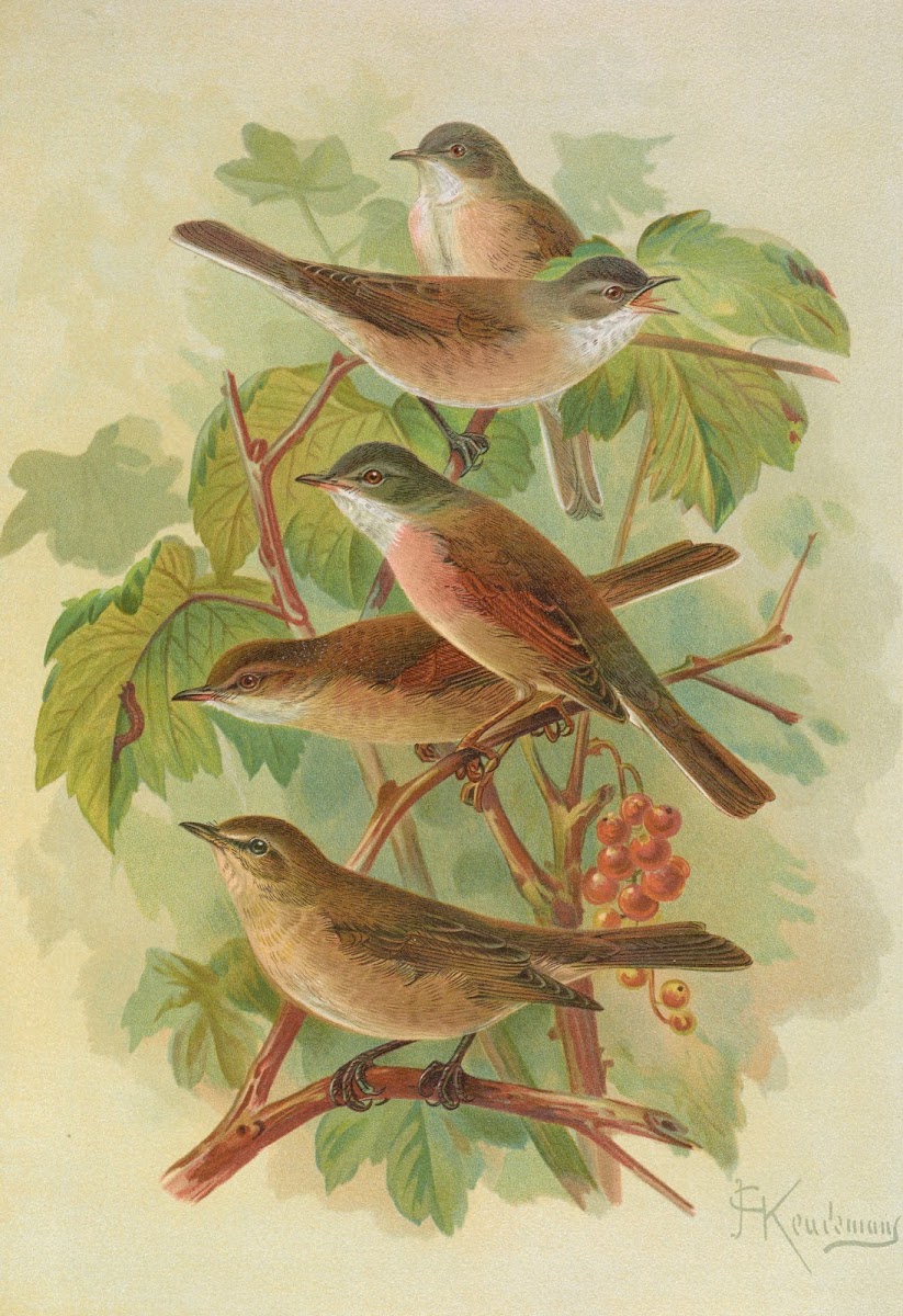 Sylvia curruca sylvia simplex