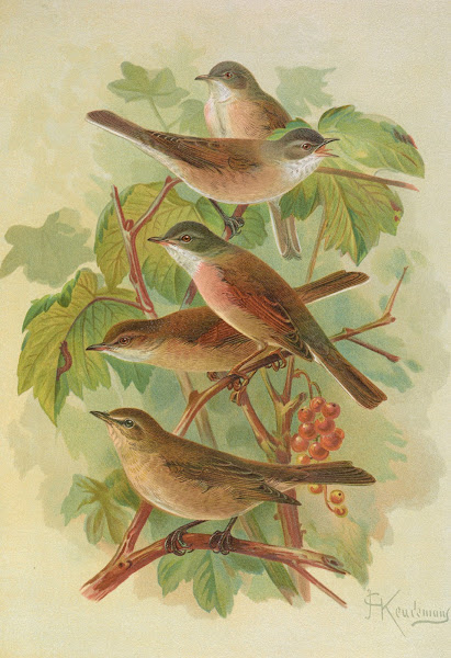 Sylvia curruca sylvia simplex