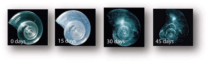 4-picture collage of projected image of pteropods in water of carbonate levels in year 2100