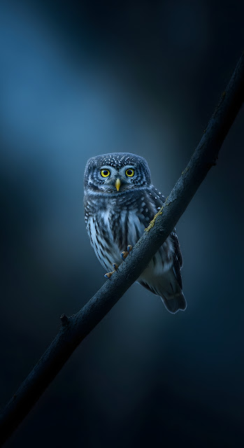 Northern Pygmy Owl Portrait with Bright Yellow Eyes - Free mobile Wallpaper