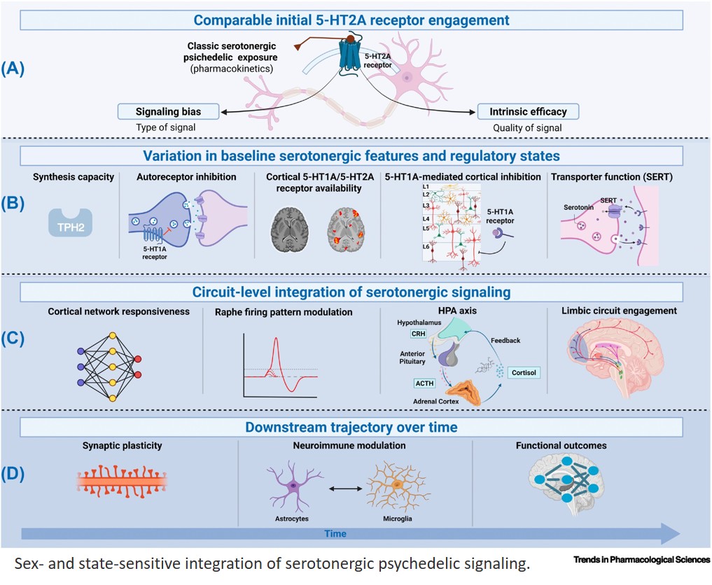 Sex-sensitive psychedelic pharmacology in serotonergic signaling