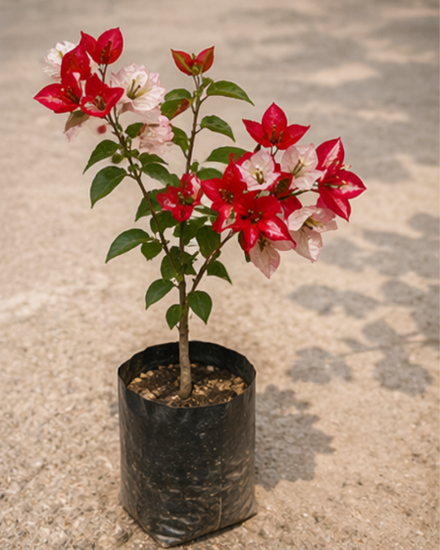 Imported Wajid Ali Red Bougainvillea Plant — view 2