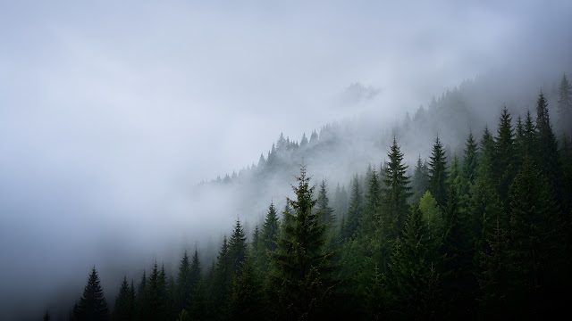 High angle view of a dense green pine forest blanketed in thick white mist.
