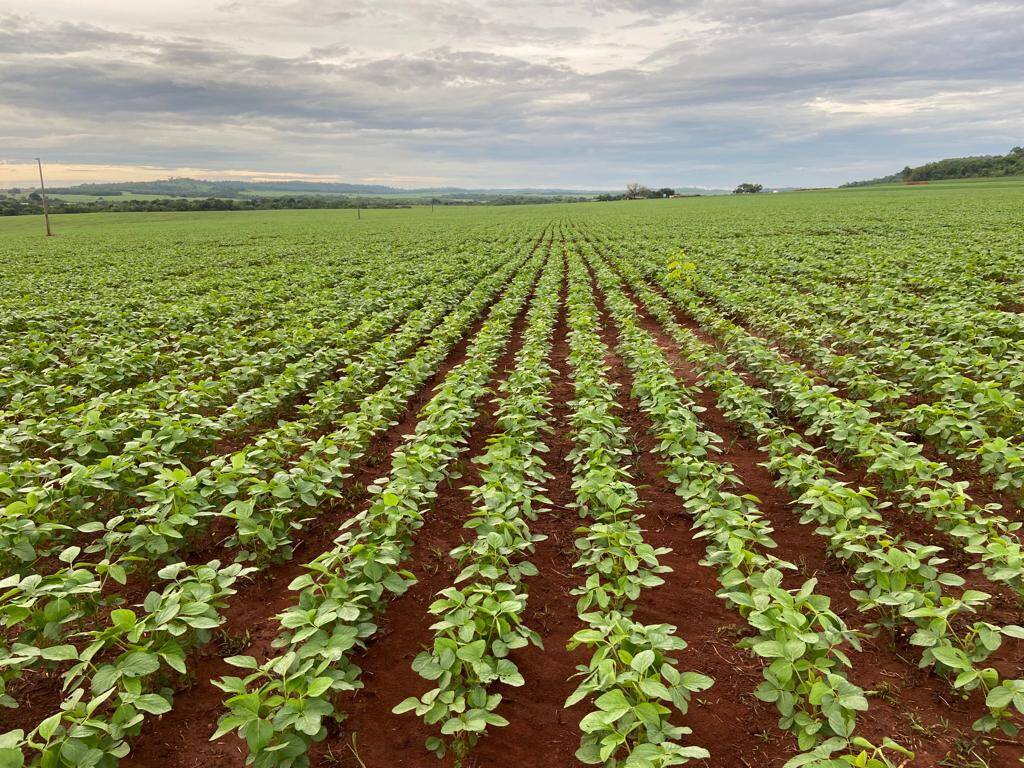 Fazenda de 152 Alq. em Campinápolis - MT 2