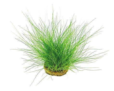 Eleocharis acicularis
