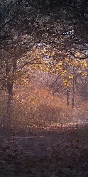 Trees Branch Pathway Dark Autumn Forest Backlit 4K iPhone Wallpaper Background