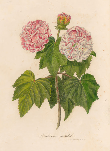 Hibiscus mutabilis 1818 1824