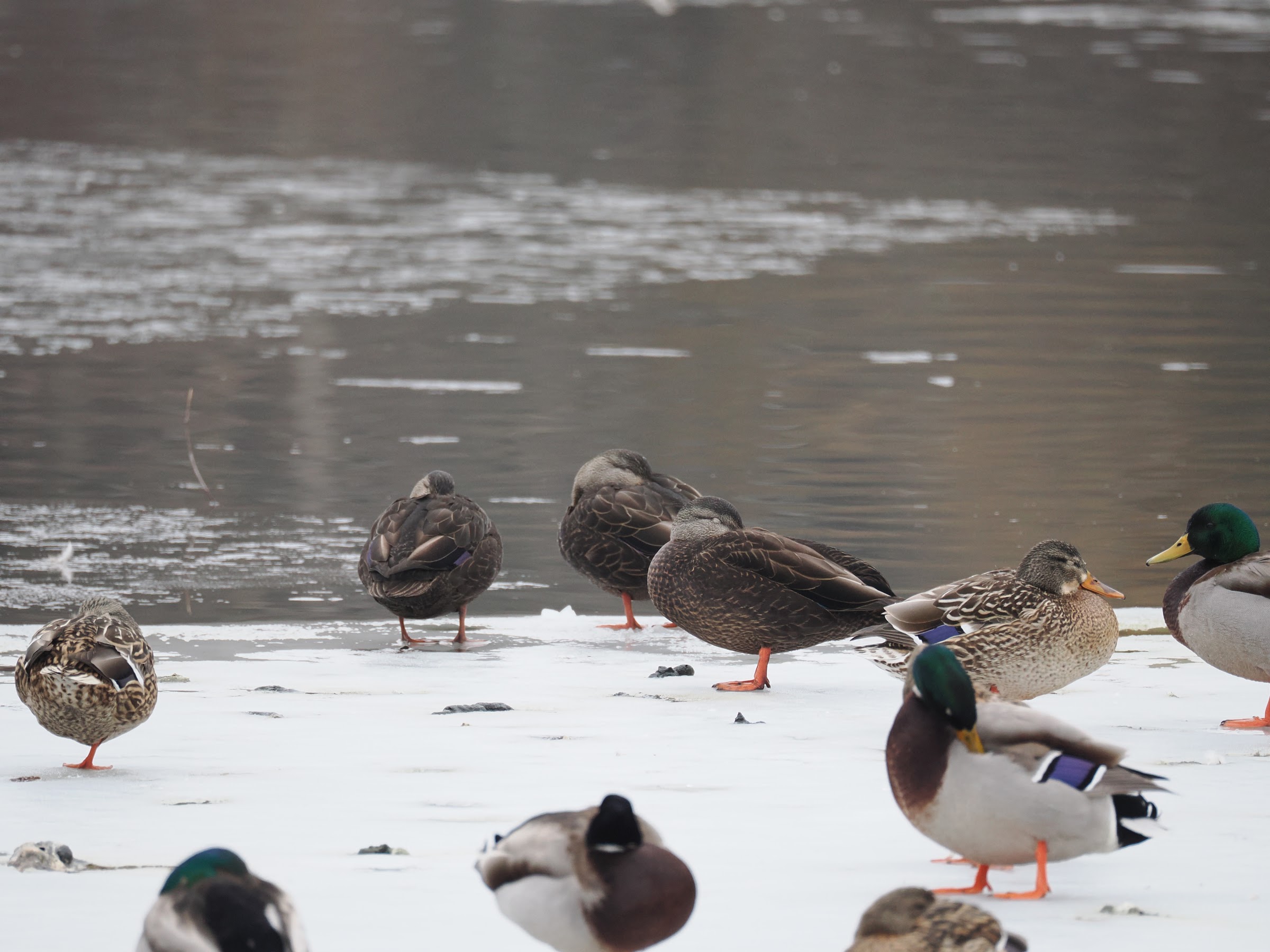 Black ducks and mallards on the campus creek in winter