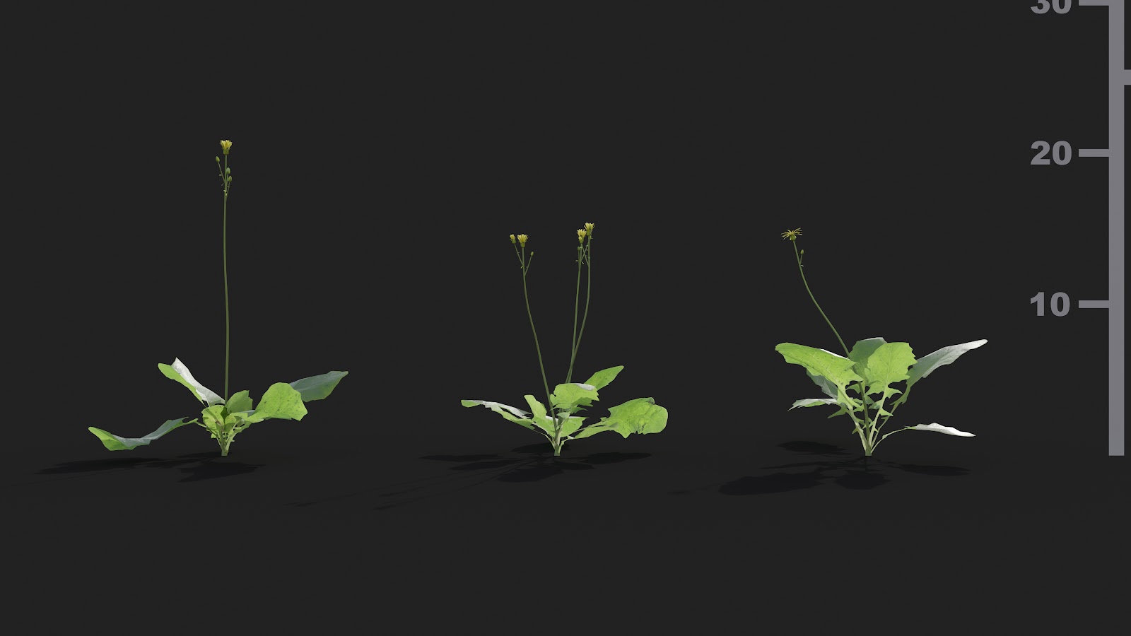 Maxtree - Plant Models Vol.21