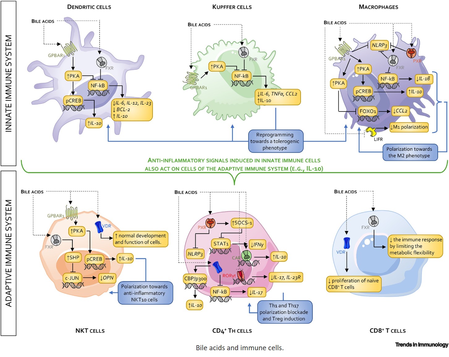 Secondary bile acids as immune and metabolic mediators