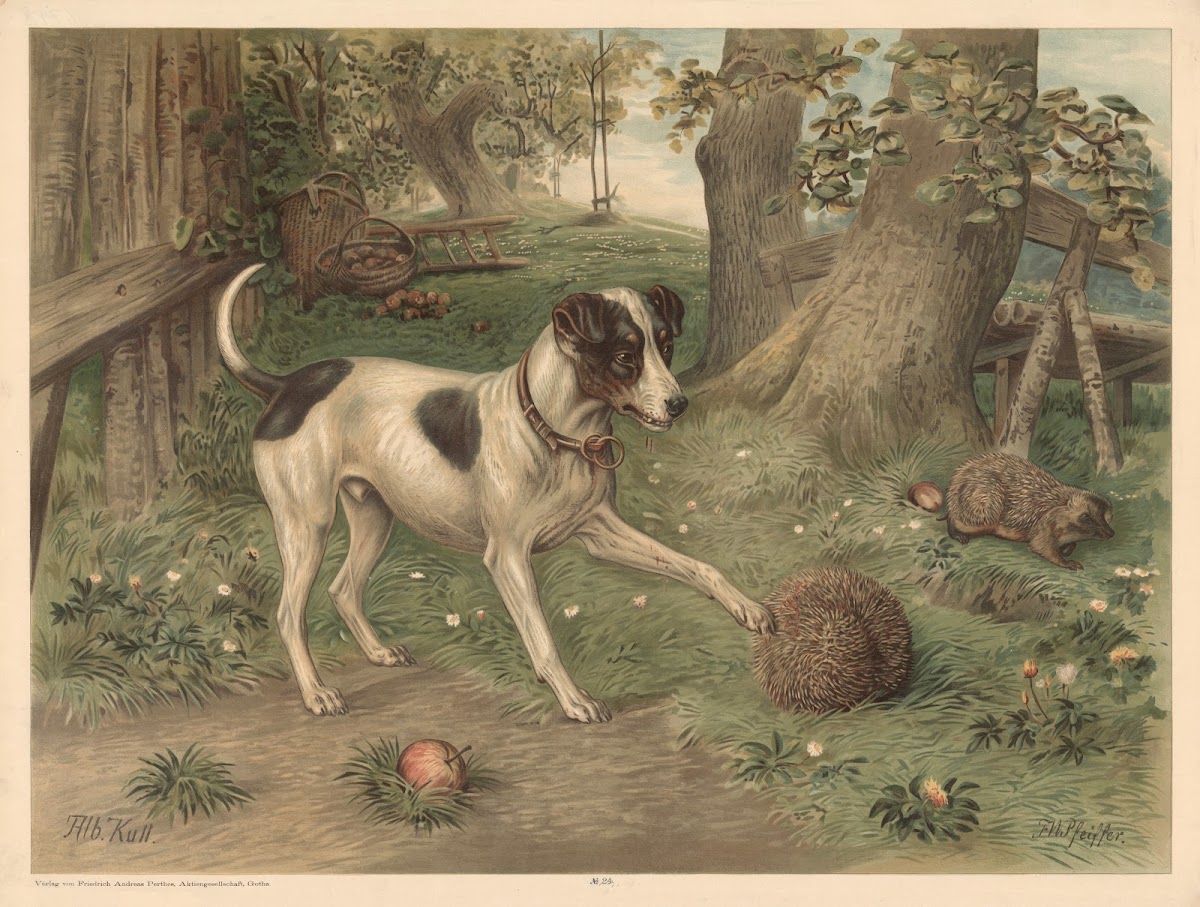 Dog and hedgehog 1880
