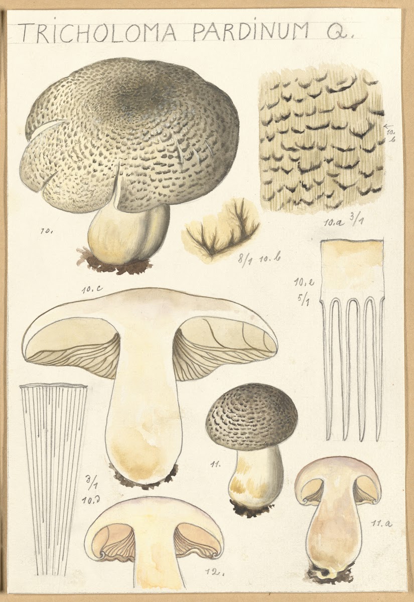 Tricholoma pardinum Q 1915 1945