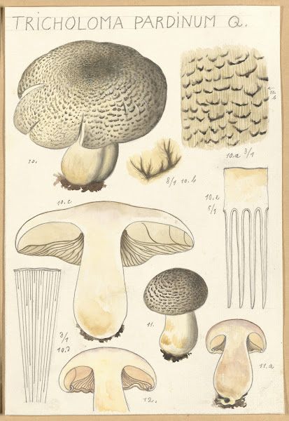 Tricholoma pardinum Q 1915 1945