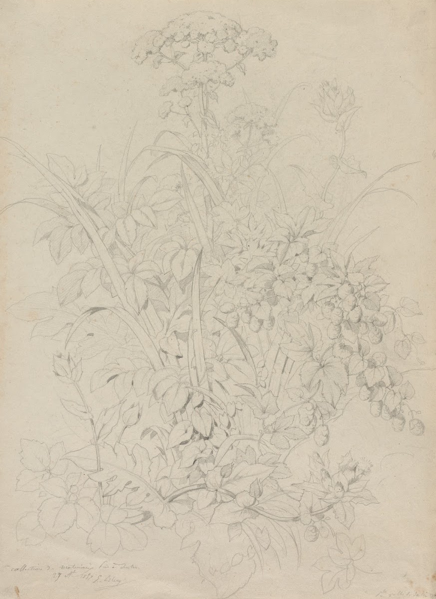 Plant Study 1857