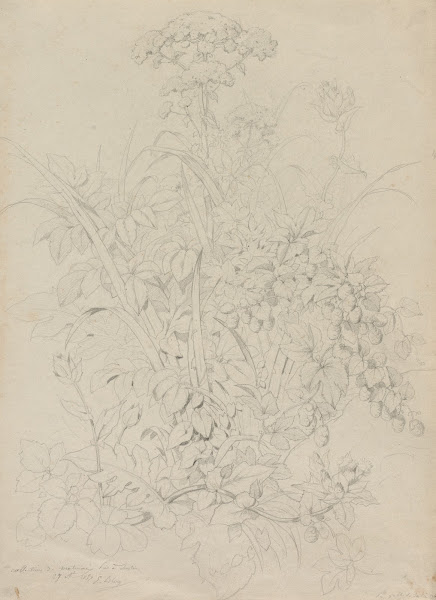 Plant Study 1857