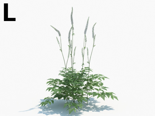 Maxtree - Plant Models Vol.3
