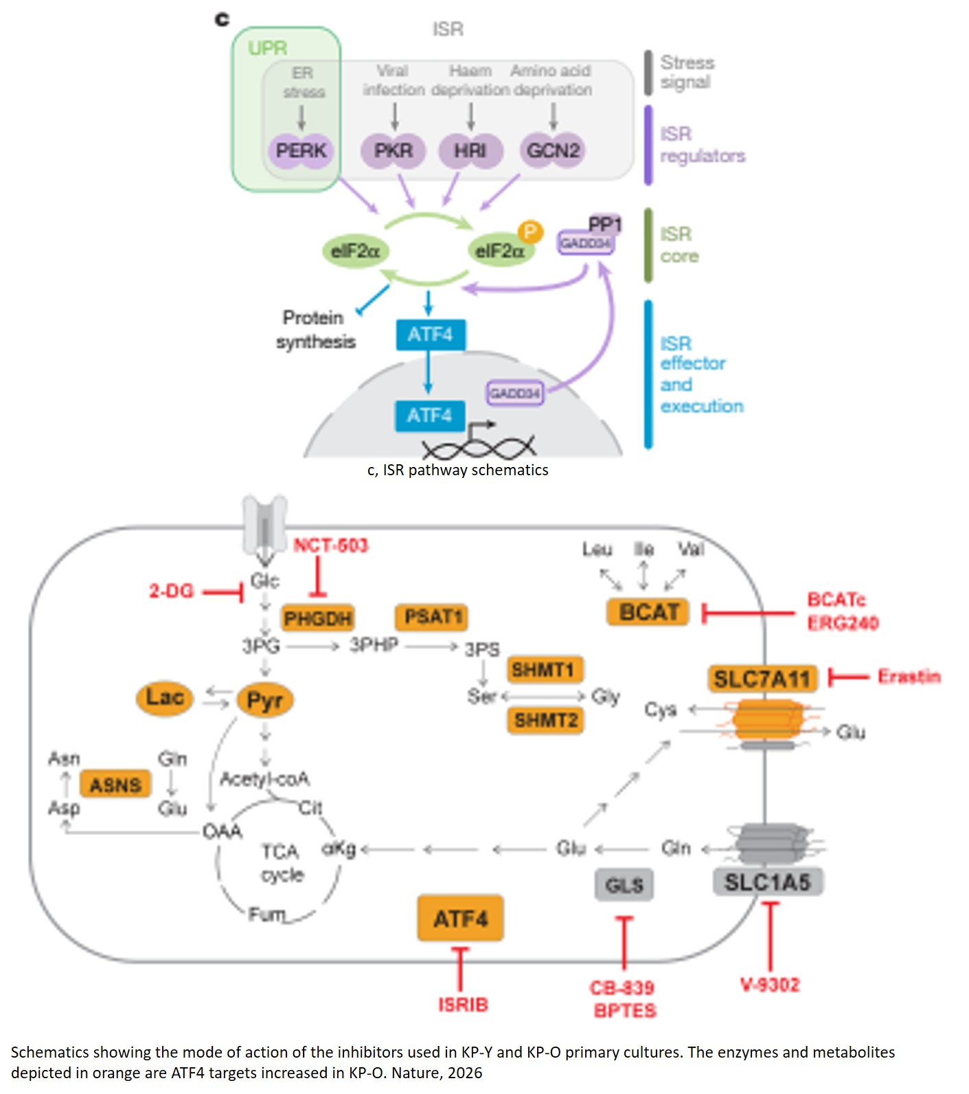Ageing promotes metastasis via activation of the integrated stress response