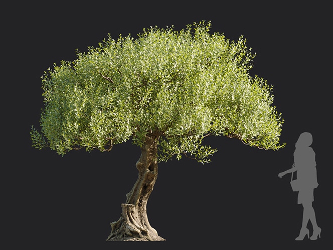 Maxtree - Plant Models Vol.113