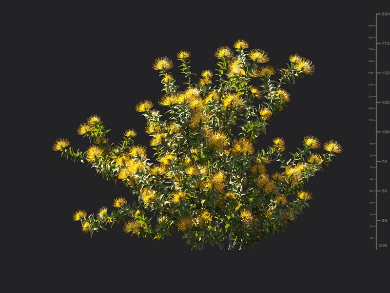 Maxtree - Plant Models Vol.119