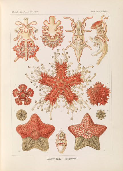 Asteridea  Seesterne 1904