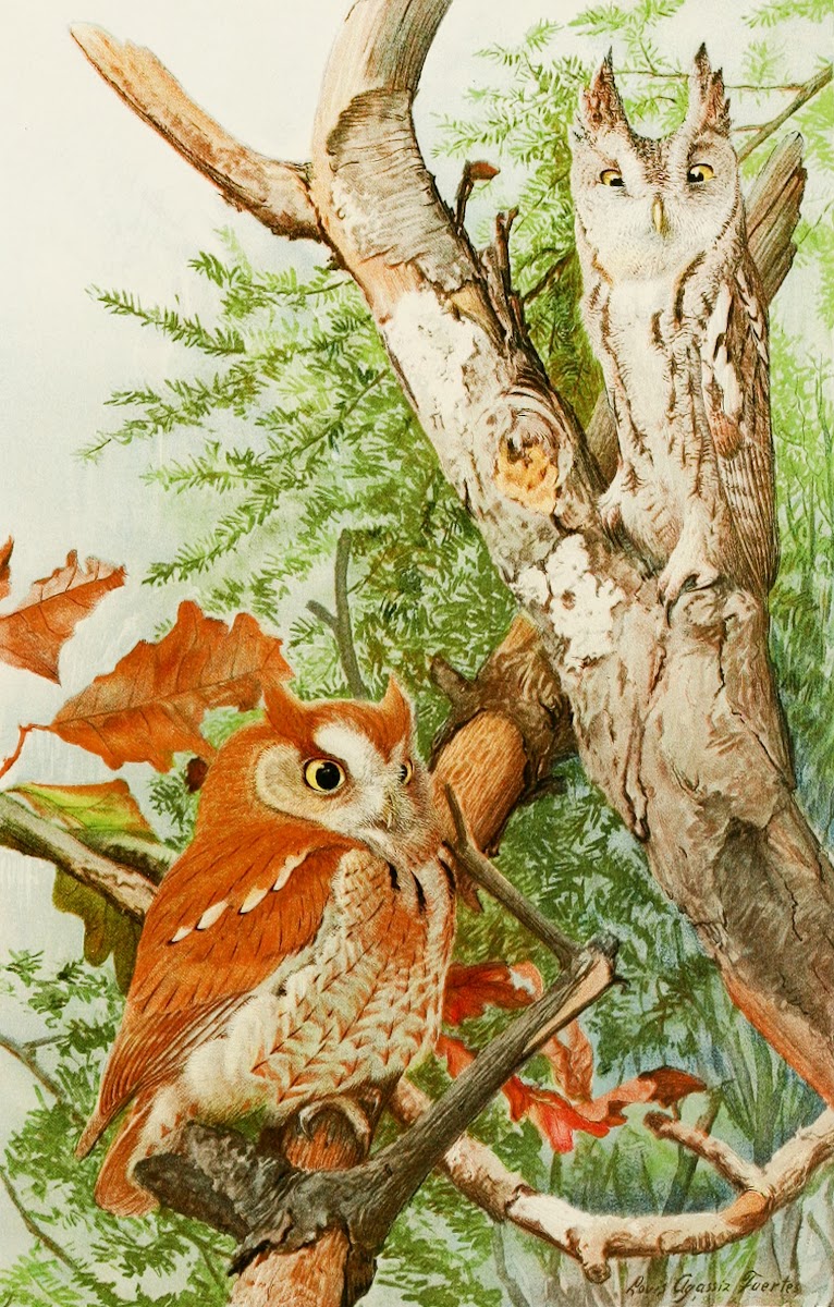 Screech Owl 1858