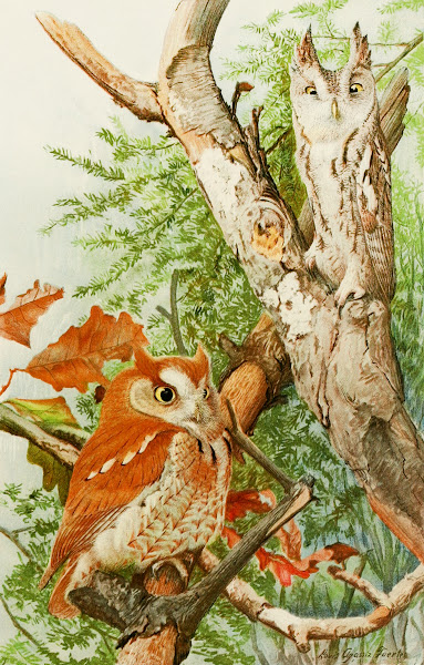Screech Owl 1858
