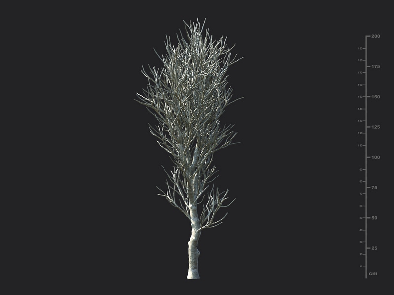 Maxtree - Plant Models Vol.130