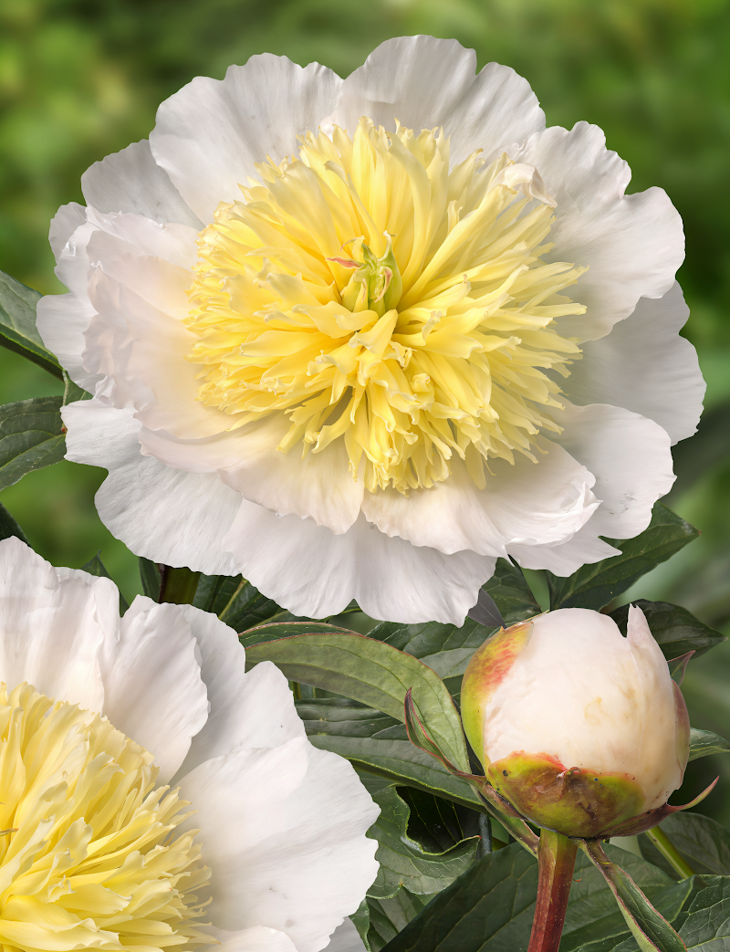 Paeonia lactiflora 'Honey Gold' in piena fioritura, fiori doppi bianchi con centro giallo in giardino