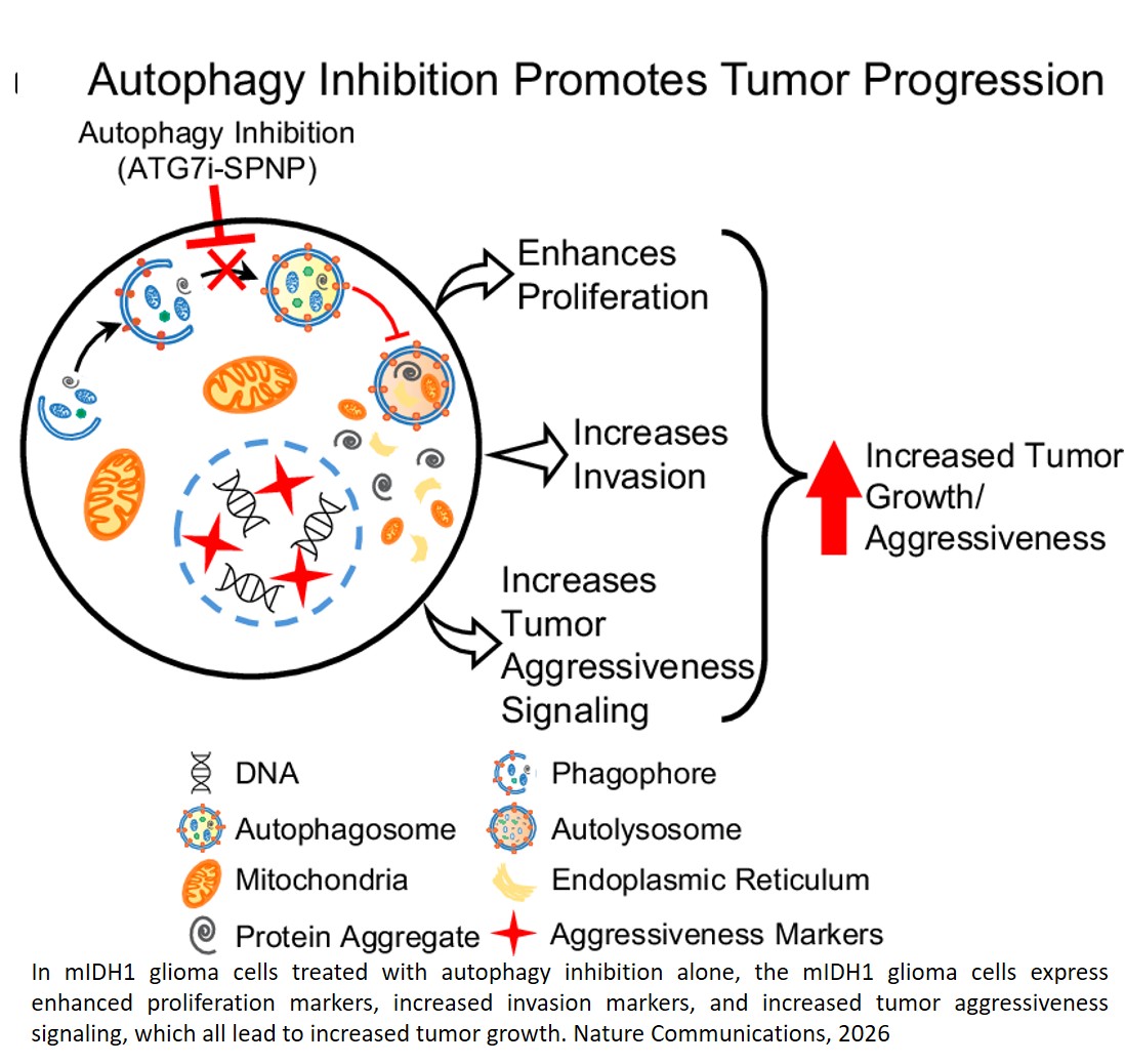 Autophagy inhibition sensitizes radiotherapy responses in high-grade mutant IDH1 glioma