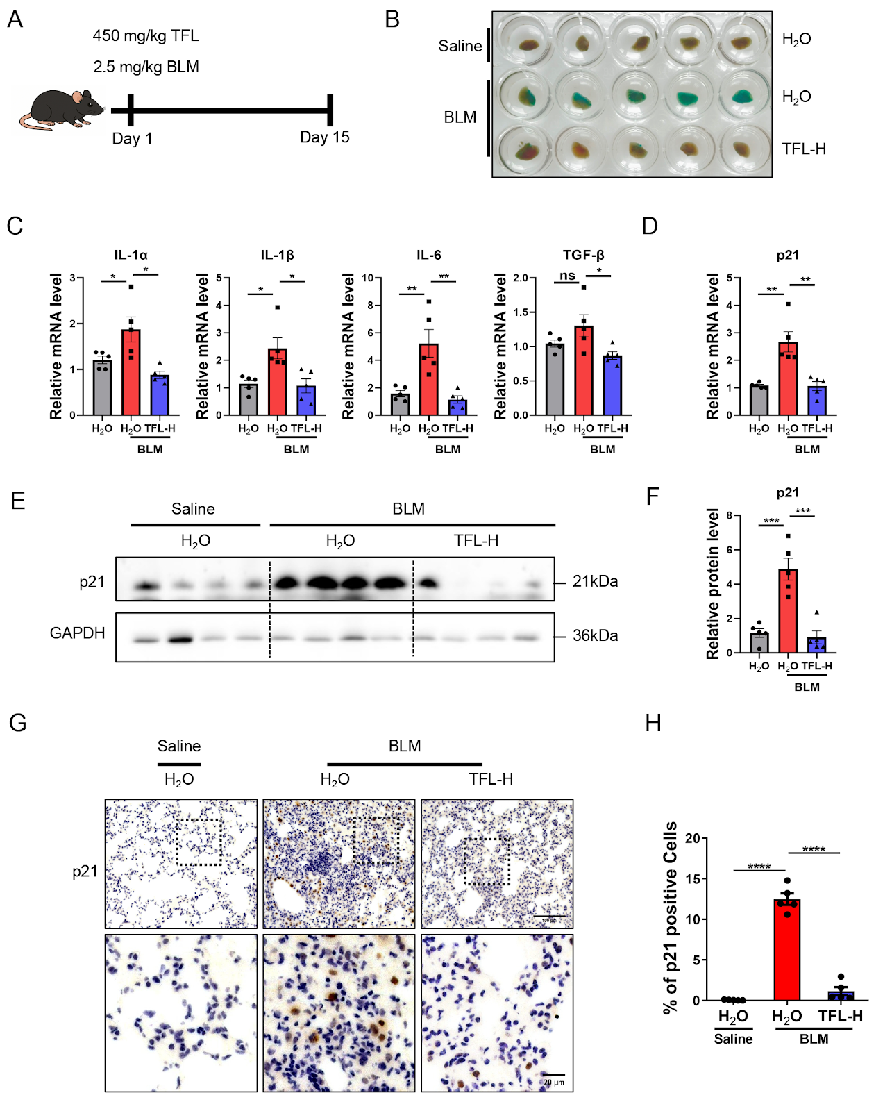 Total flavonoids of litchi seed attenuates cellular senescence by inhibiting the production of SASP through p65 suppression and ameliorates pulmonary fibrosis
