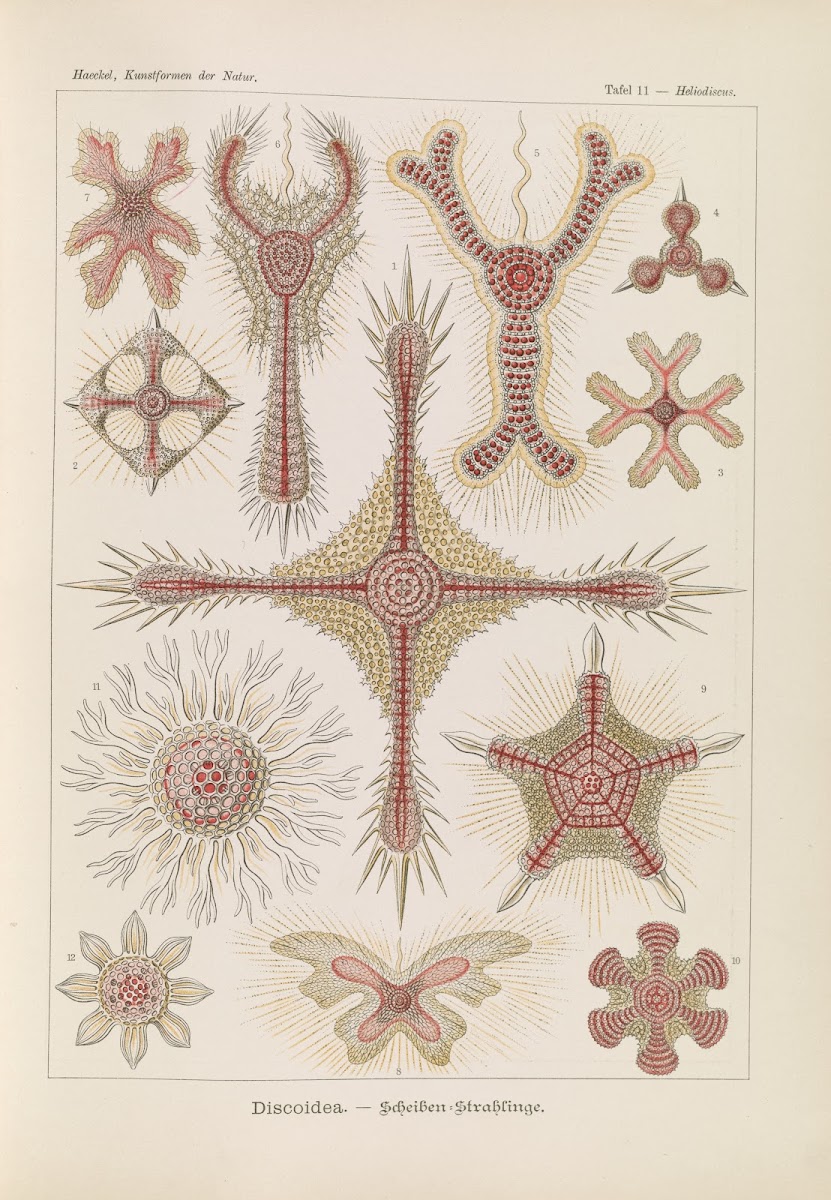 Discoidea  Scheiben Strahlinge 1904