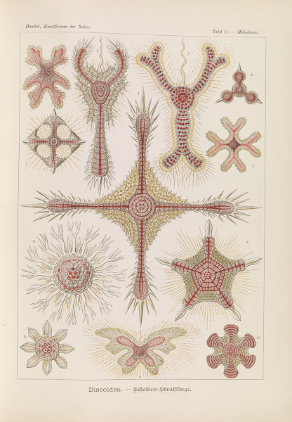 Discoidea  Scheiben Strahlinge 1904