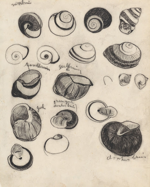 Studieblad met schelpjes 1876   1951