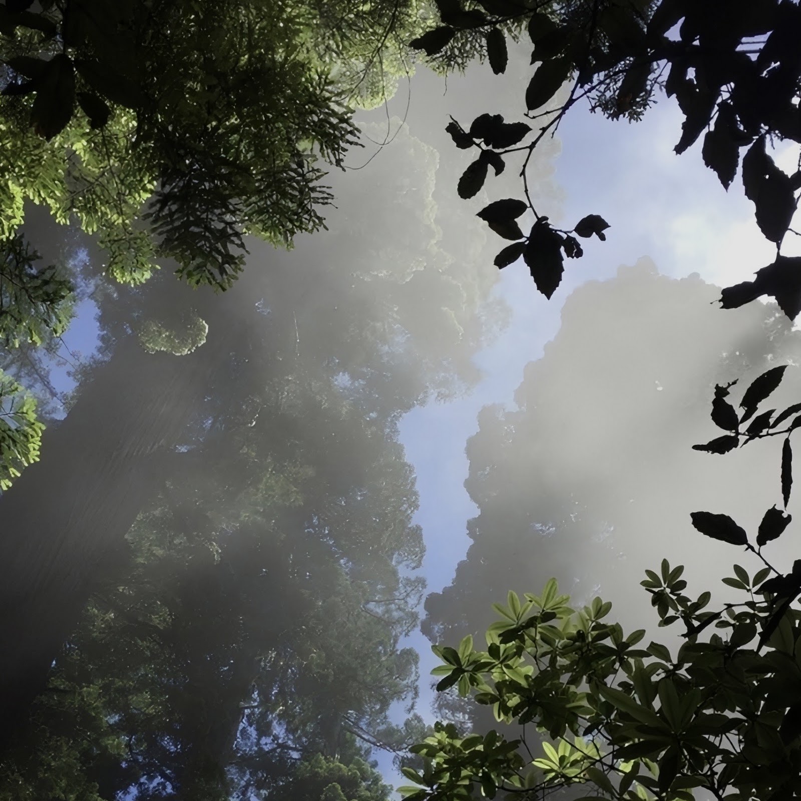 Download Tall Trees in Misty Canopy Full HD iPhone