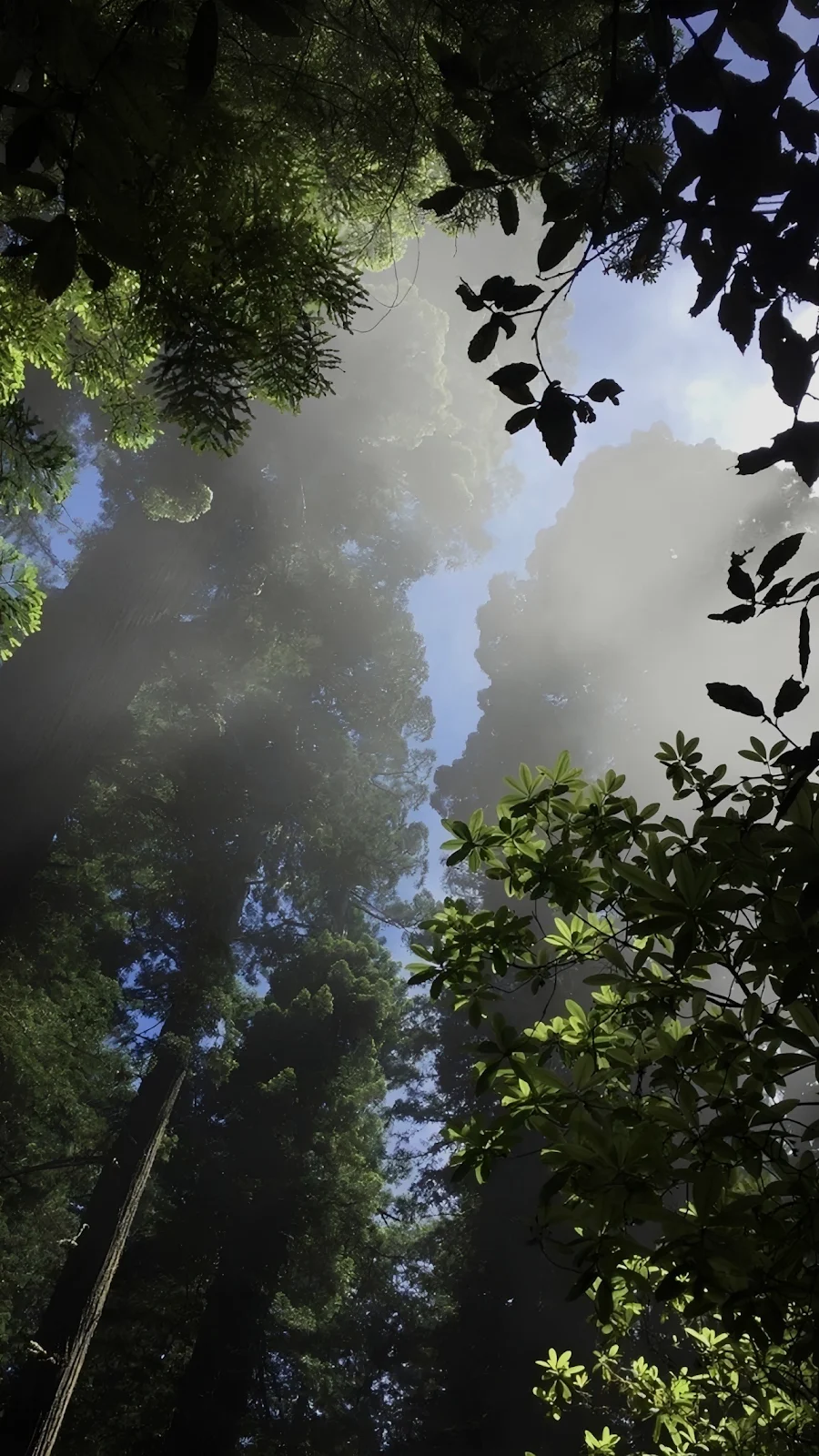 Tall Trees in Misty Canopy - Nature Photography Full HD iPhone Wallpaper (1287x2288)