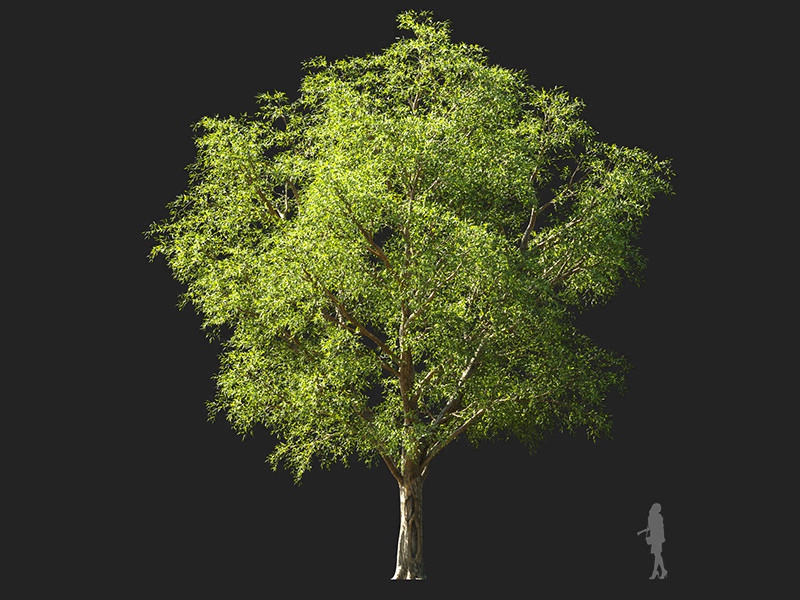 Maxtree - Plant Models Vol.132