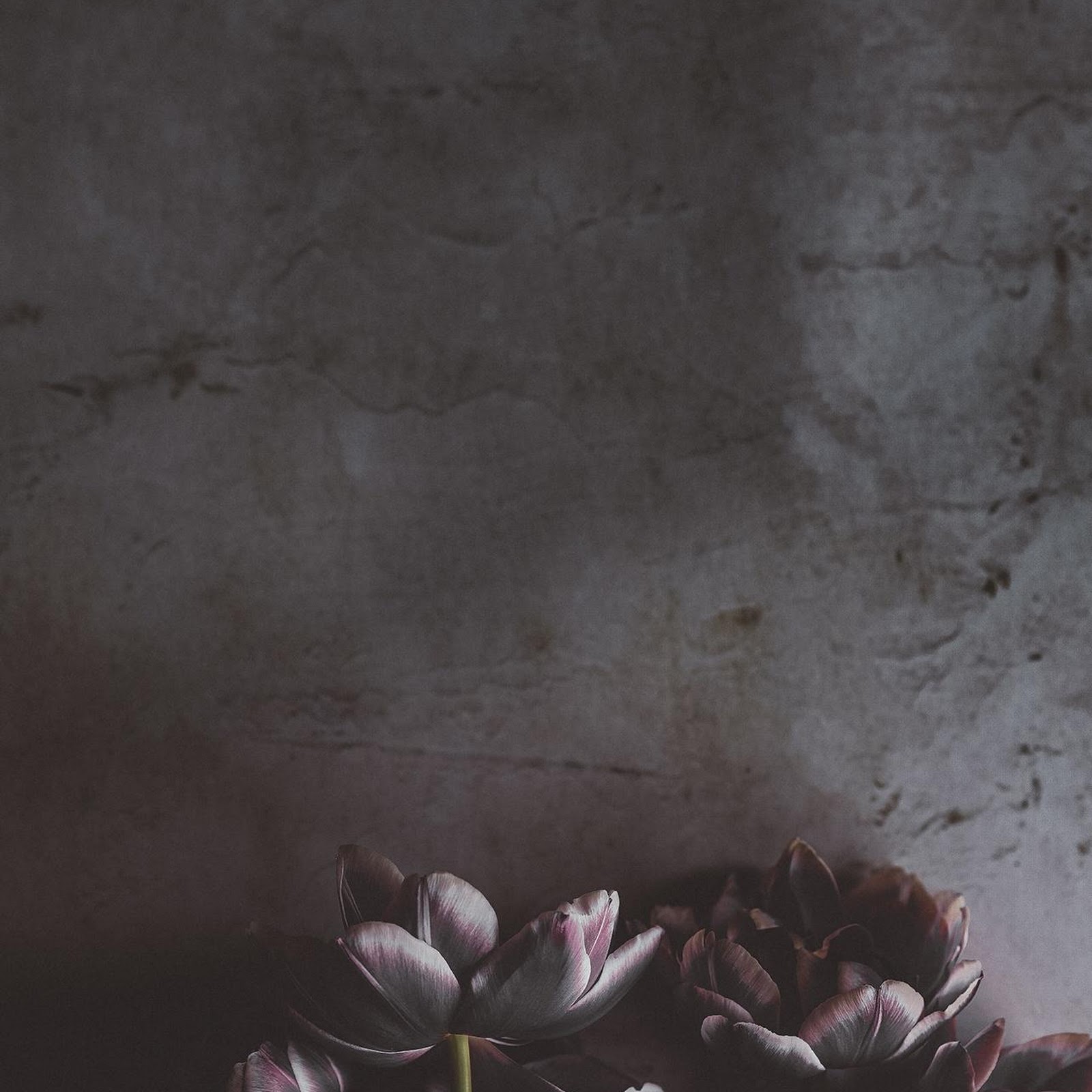 Download Moody Dark Purple Tulips Full HD iPhone