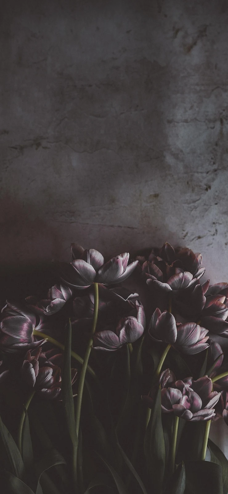 Moody Dark Purple Tulips - Moody Floral Photography Full HD iPhone Wallpaper (1284x2778)