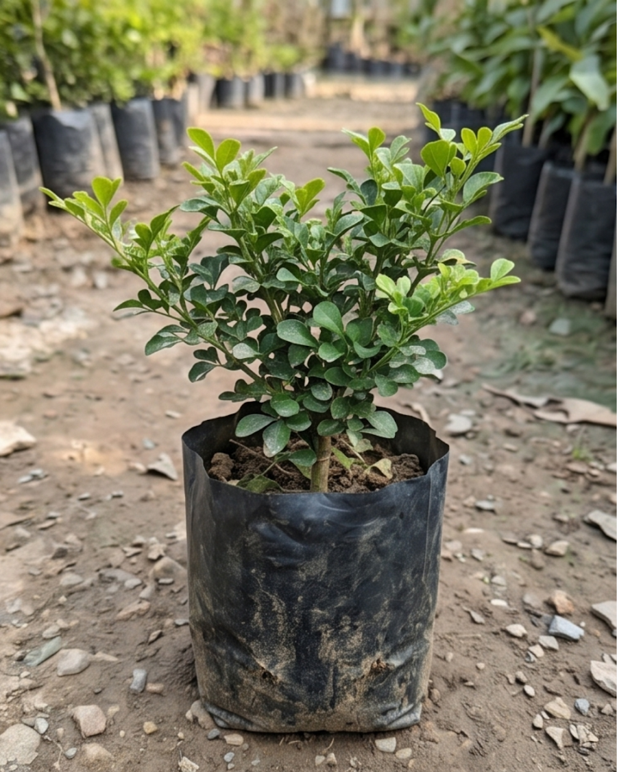 Dwarf Madhu Kamini Plant — view 2