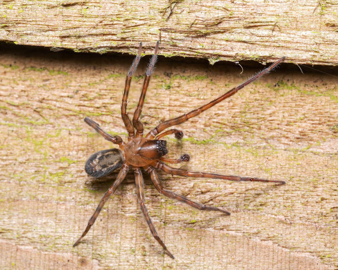 Amaurobius similis