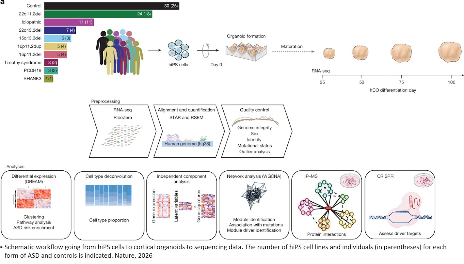 Developmental convergence and divergence in human stem cell models of autism
